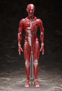 桌上美術館 - 人體模型 - figma SP-142 Table Museum - Human Anatomical Model
