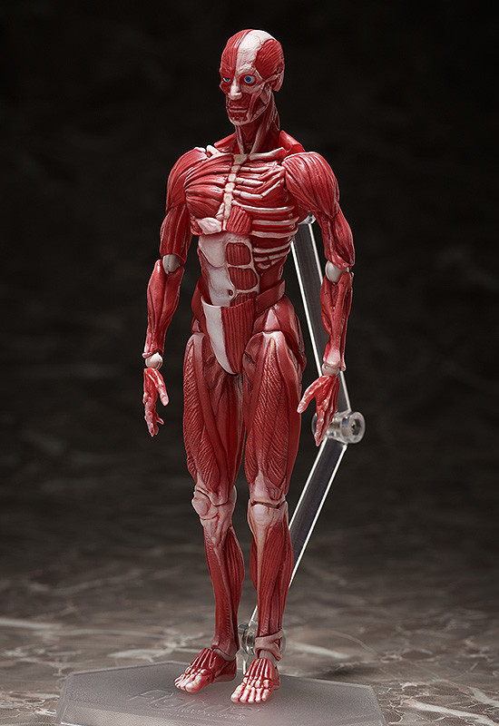 桌上美術館 - 人體模型 - figma SP-142 Table Museum - Human Anatomical Model