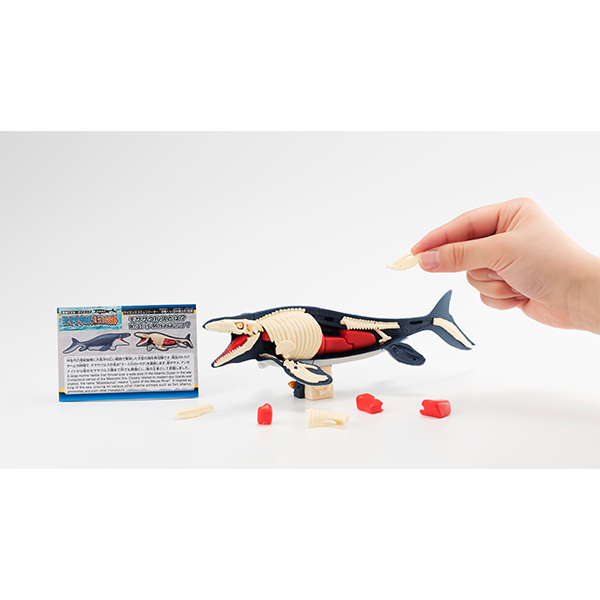 趣味解體拼圖科學系列 - 滄龍復原 - Kaitai Puzzle Science - Mosasaurus Restore