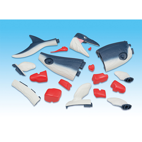 趣味解體拼圖科學系列 - 滄龍復原 - Kaitai Puzzle Science - Mosasaurus Restore