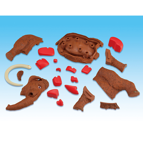 趣味解體拼圖科學系列 - 猛瑪象復原 - Kaitai Puzzle Science - Mammuthus Restore