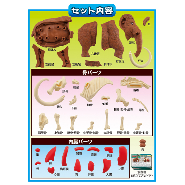 趣味解體拼圖科學系列 - 猛瑪象復原 - Kaitai Puzzle Science - Mammuthus Restore